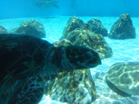 Sea Turtle
